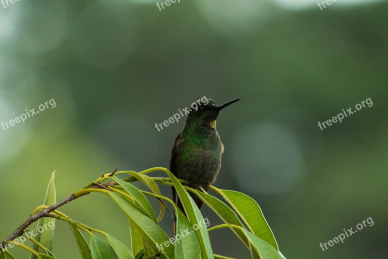 Hummingbird Bird Hummingbirds Beija Flor Nature