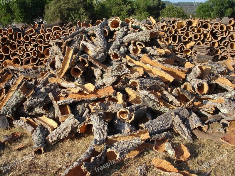 Bark Cork Tree Cork Oak Nature