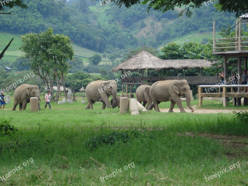 Elephants Thailand Elephant Nature Park Free Photos