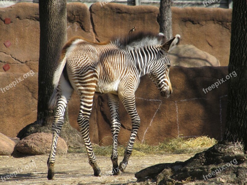 Zebra Baby Young Zoo Nature