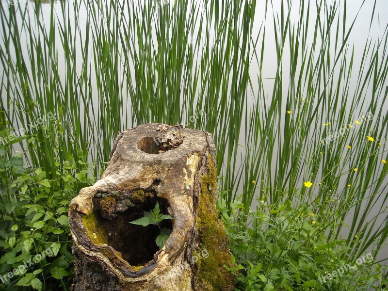 Wood Billet Stump Reed Lake