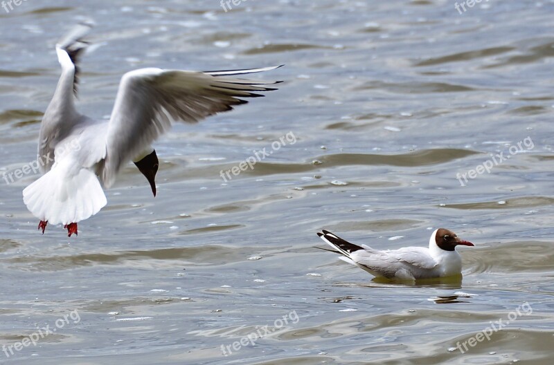 Gulls Lake Water Bird Nature Landscape