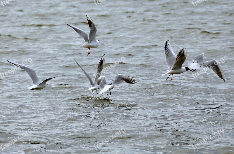 Gulls Lake Water Bird Nature Landscape