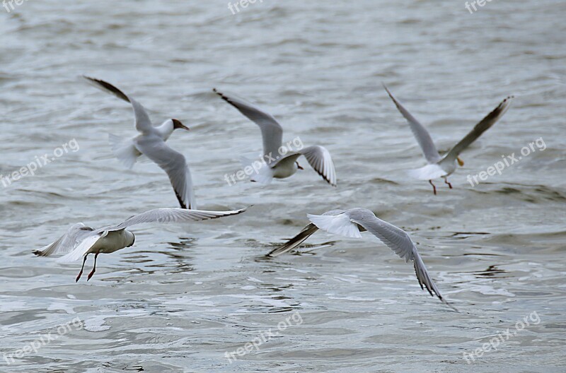 Gulls Lake Water Bird Nature Landscape