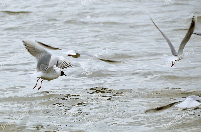 Gulls Lake Water Bird Nature Landscape