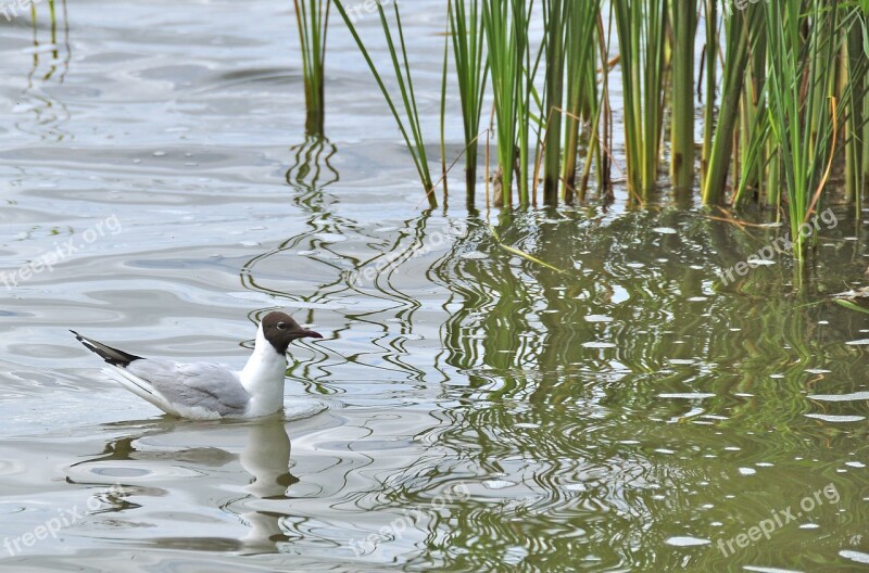 Gulls Lake Water Bird Nature Landscape