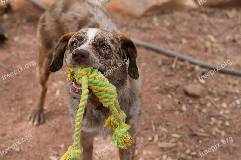 Dog Play Tug Rope Dog Playing