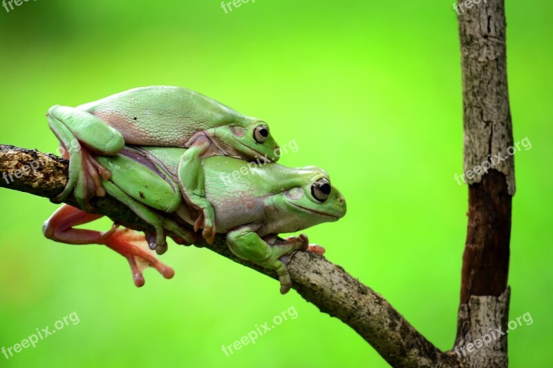 Both Frog Green Free Photos