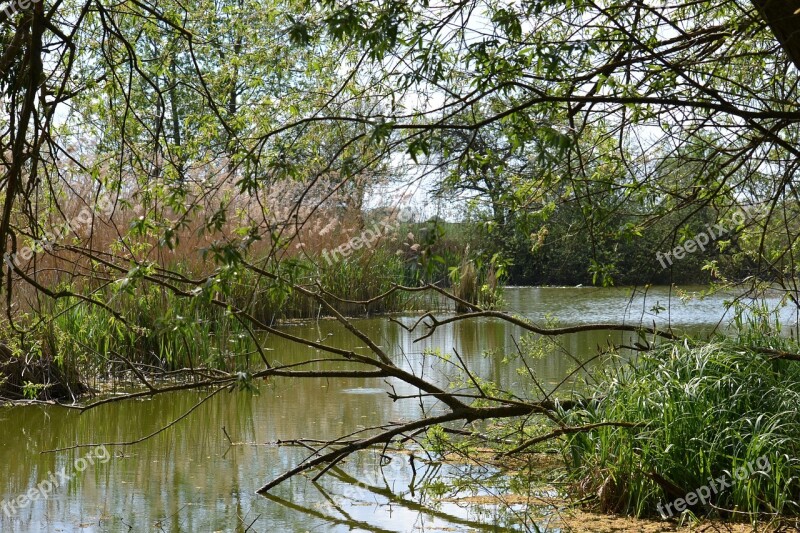 Pools Swamp Pond Reed Lake