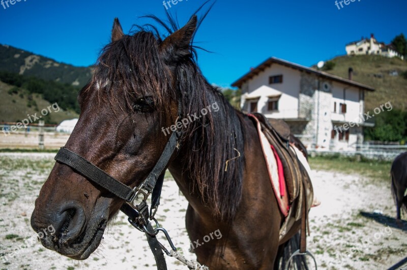 Horse Mountain Horses Animals Nature