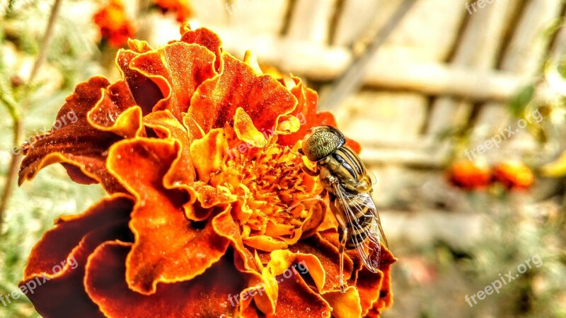 Insect Red Flowers Macro Free Photos