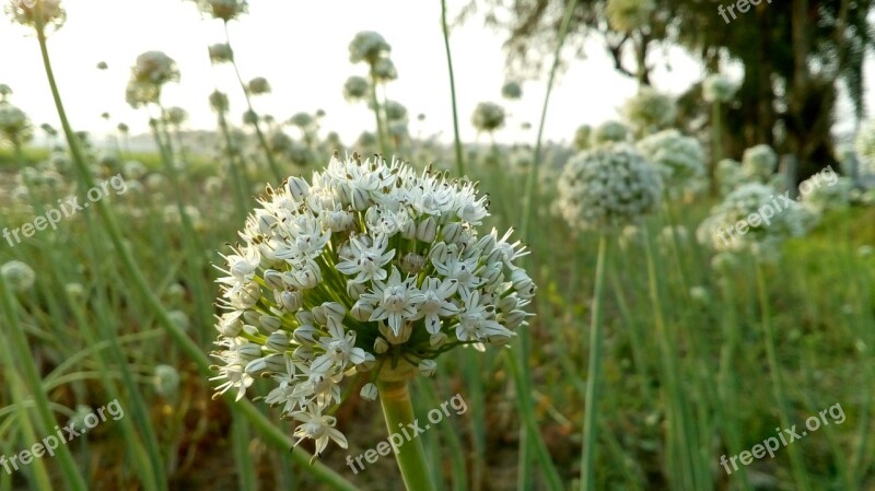 Onion Flower White Onion Nature Free Photos