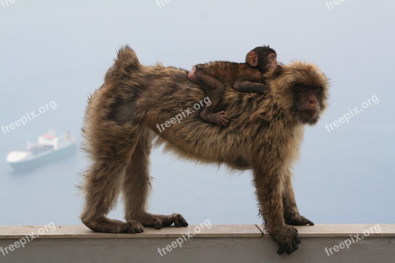 Barbary Ape Gibraltar Monkey Free Photos