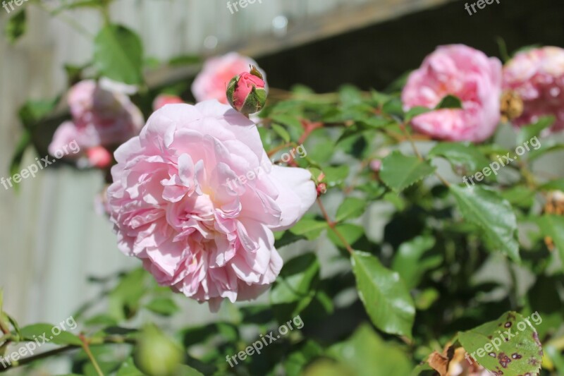 Pink Roses Rose Bush Spring Free Photos