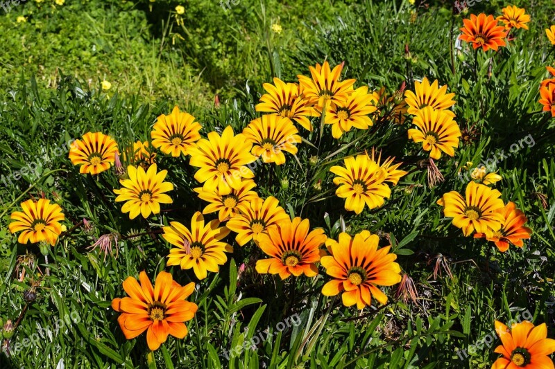 Flowers Gazania Colorful Nature Floral