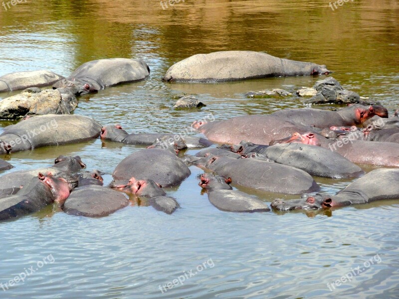 Hippo Hippopotamus Mara River Animal