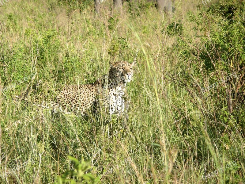 Leopard Masai Mara Kenya Africa