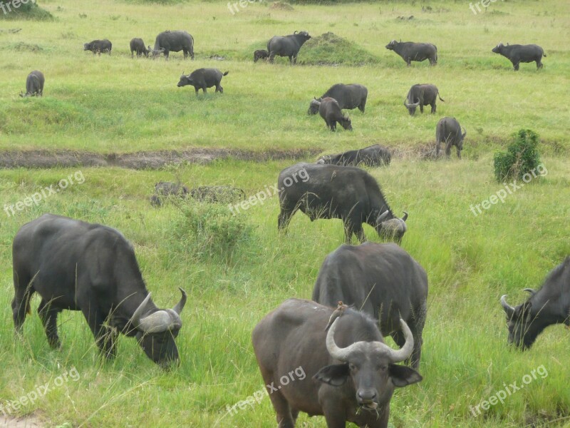 Buffalo Masai Mara Kenya Africa