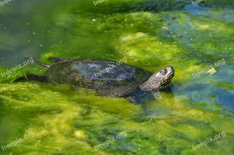 Marsh Turtle European Water Creature Turtle European Marsh Turtle