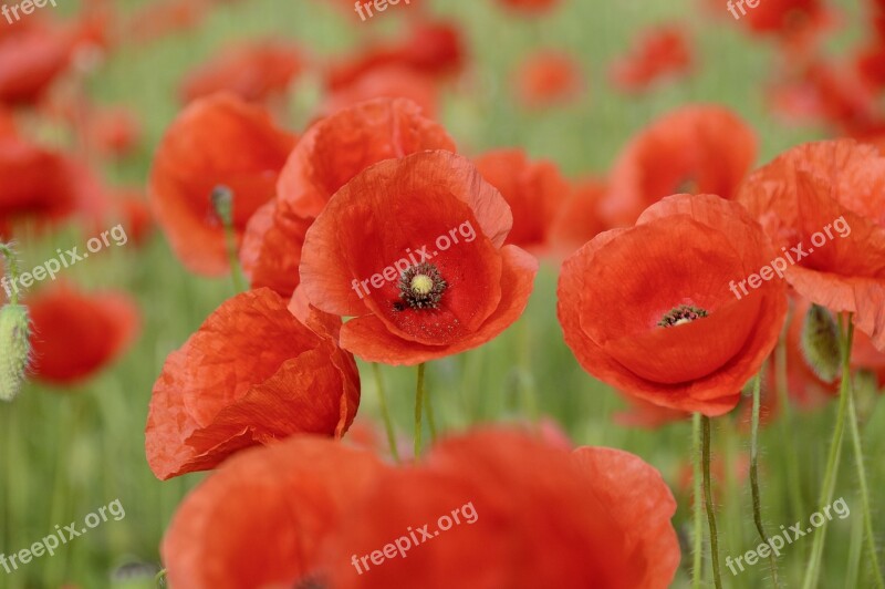 Nature Poppy Flowers Poppy Flower Red