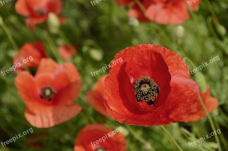 Nature Poppy Flowers Poppy Flower Red