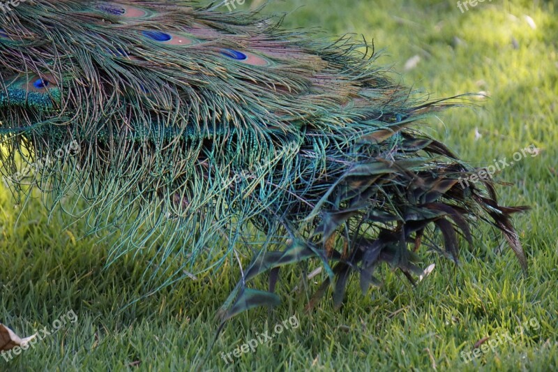 Peacock Ave Feathers Bird Park