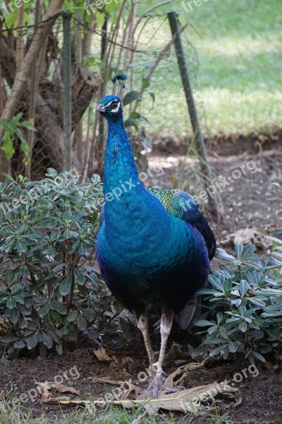 Peacock Ave Park Peafowl Bird