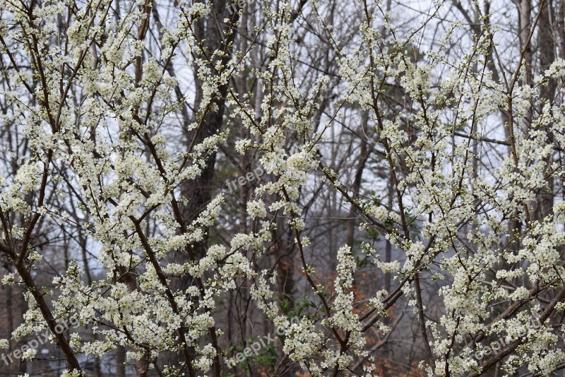 Cherry Blossoms Cherry Tree Blossom Bloom Flower