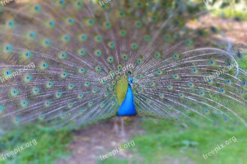 Pairi Daiza Peacock Animals Nature Feathers