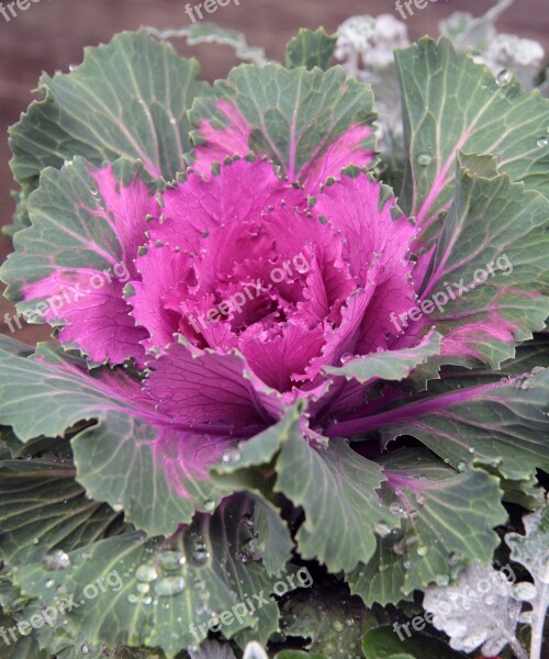 Cabbage Ornament Bowl Plants Ornamental Plant Plant