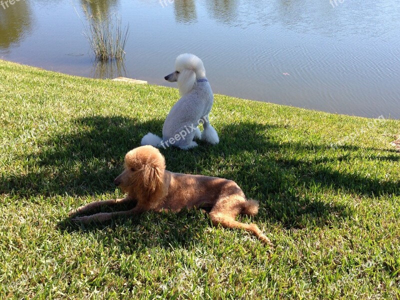 Poodles White Poodle Dogs Free Photos