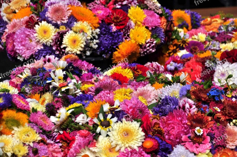 Autumn Flowers Asters Straw Flowers Colorful Flowers