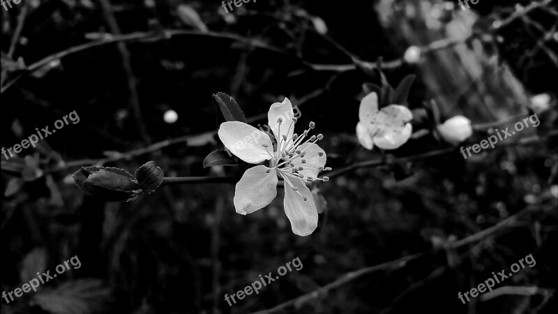 Blossom Bloom White Blossom Black And White White