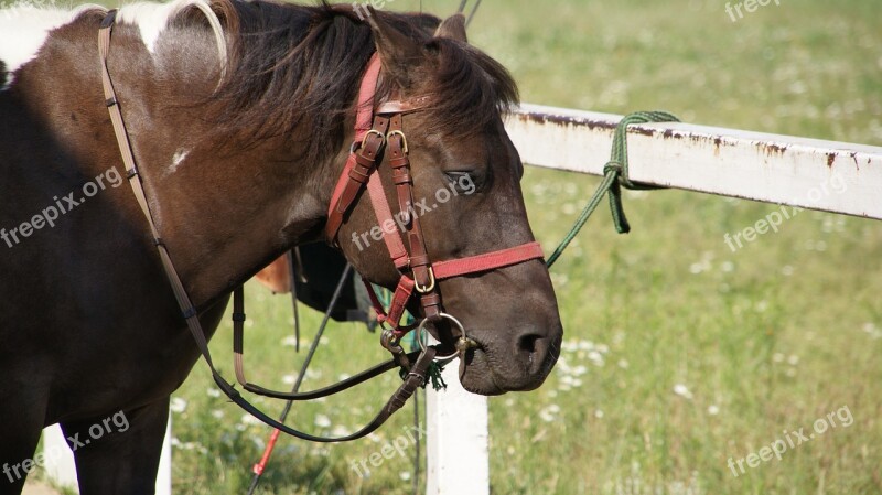 The Horse Bridle The Head Of A Horse Bay The Reins