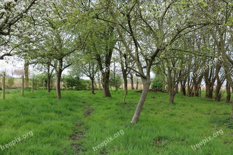 Orchard Apple Tree Pear Tree Trees Free Photos