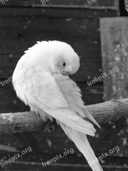 Parakeets Birds Parakeet Corrugated Animals Animal