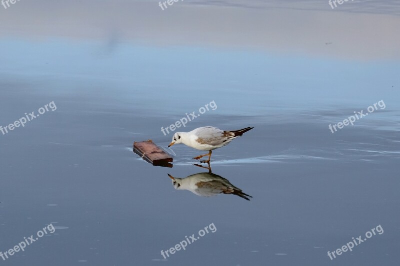 Seagull Ice Bird Cold Lake