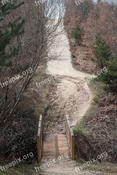 Away Bridge Nature Web Wood