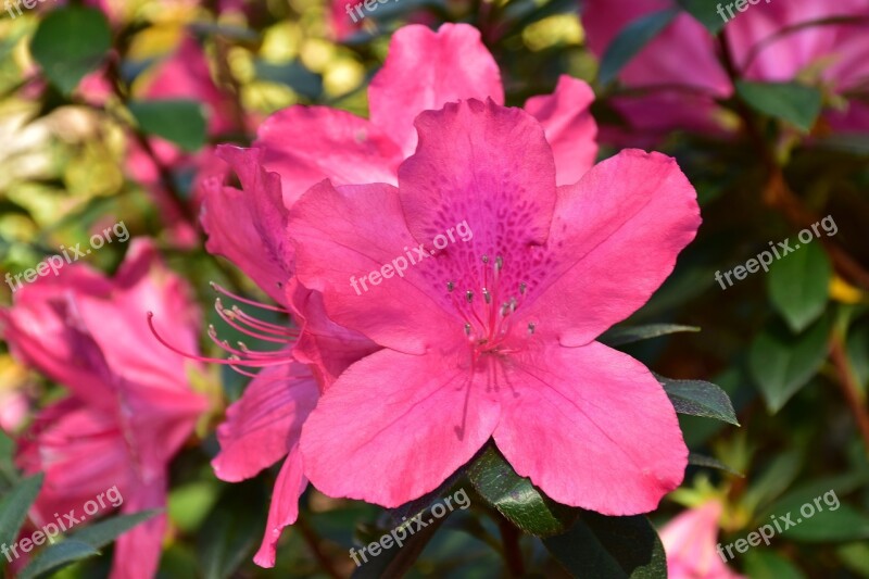 Azalea Flowers Spring Bloom Rhododendron