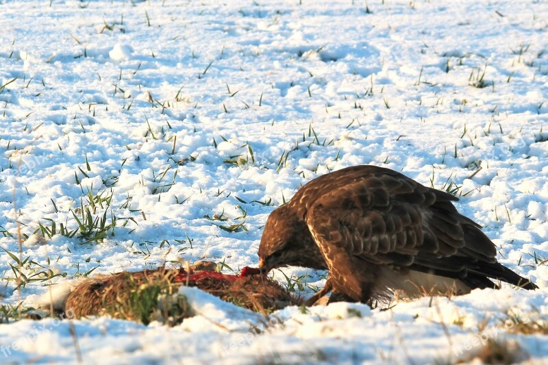 Buzzard Bird Eat Raptor Animal