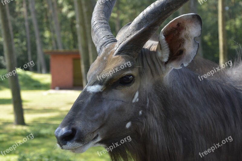 Animal Africa Gnu Safari Savannah