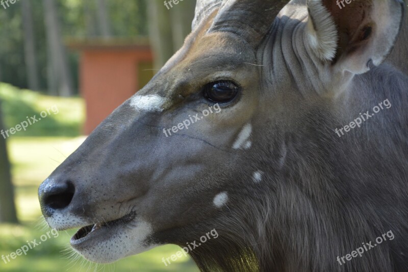 Gnu Animal Africa Nature Free Photos