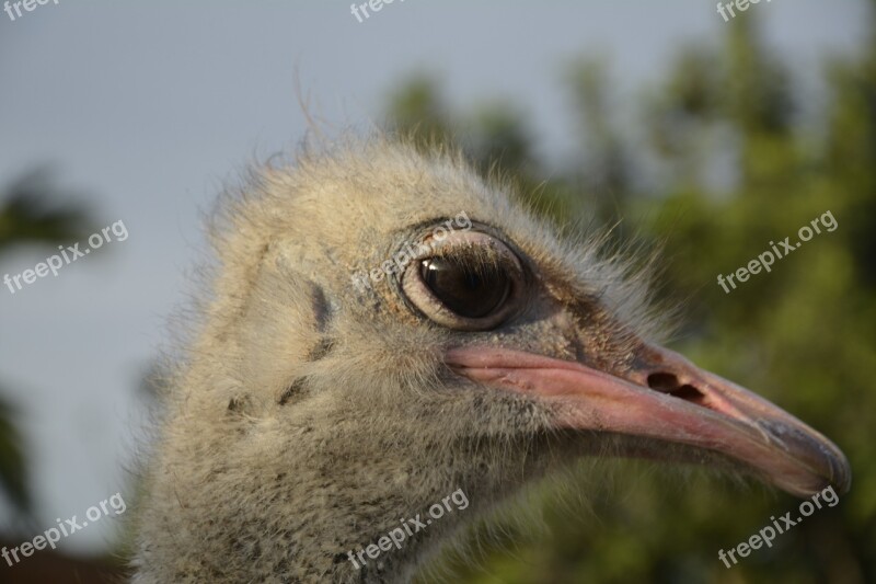 Bouquet Ostrich Head Bird Africa Ostrich Farm