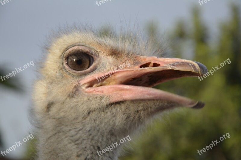 Bouquet Ostrich Head Bird Free Photos