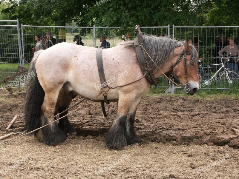 Plowhorse Horse Work Animal Agriculture