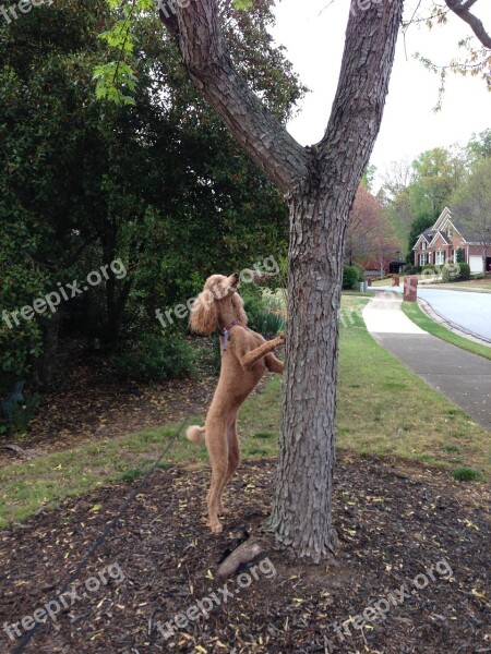 Poodle Dog Poodle Hunting Squirrel Free Photos