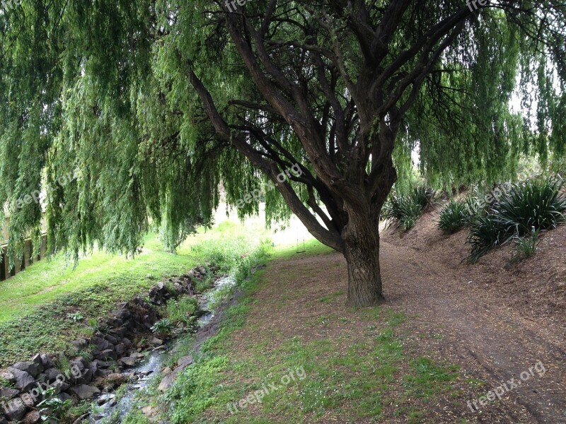 Path Willow Tree Stream Creak