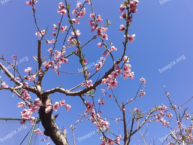 Peach Flowers Tree Spring Free Photos