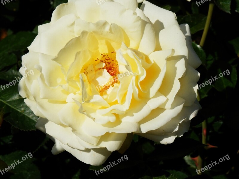 White Rose Botanical Gardens In Victoria Bc Blooming Bloom