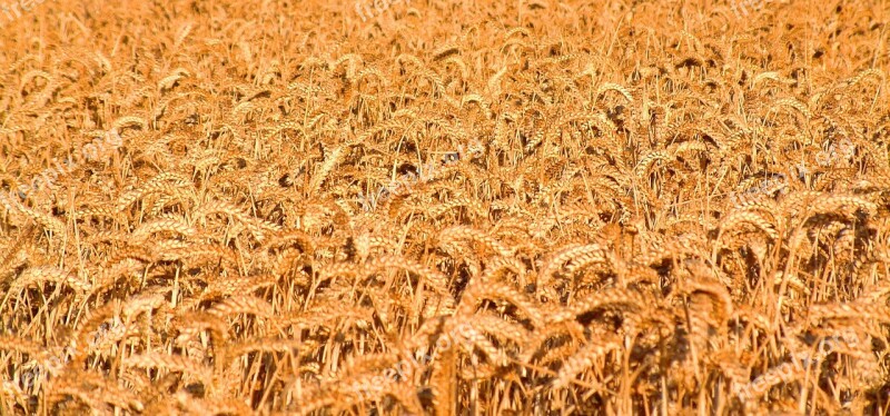 Golden Blur Wheat Field Grain Crop